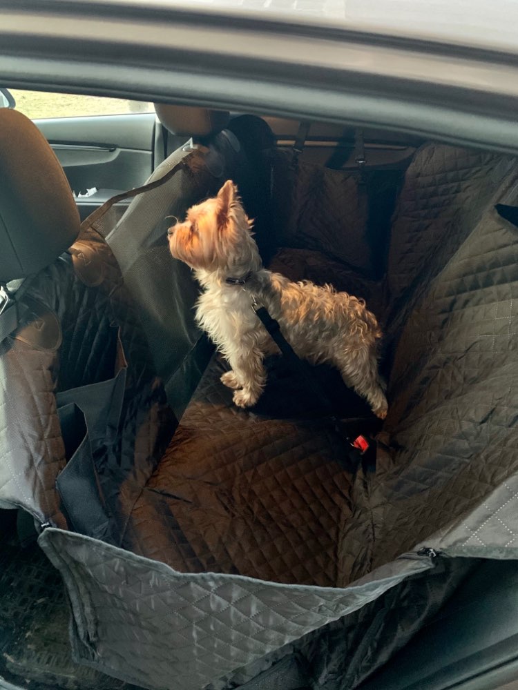 Dog Car Seat Cover