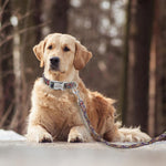 Load image into Gallery viewer, Custom Dog Collar and Leash Set - PawOfFun
